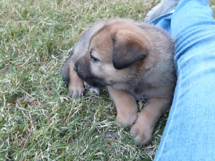 chinook dog